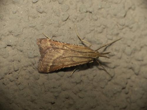 Synaphe punctalis